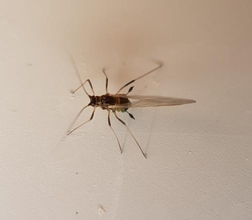 Rhopalosiphoninus sp.